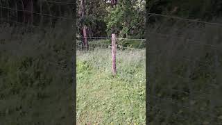 Trio of dogs jumping a fence Bedlington Whippets dogowner jumping nature [upl. by Ziul]