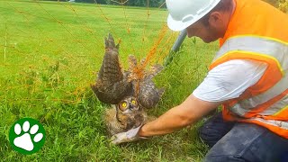 Beautiful Owl Stuck in Soccer Net [upl. by Ailemap]