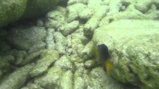 Yellowtail Damselfish Aruba [upl. by Chevy464]