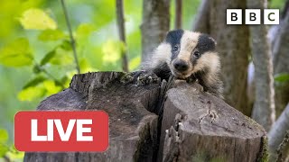 🔴 LIVE wildlife cameras 🐰 5 June 🌺 BBC Springwatch 2023 [upl. by Ciardap]