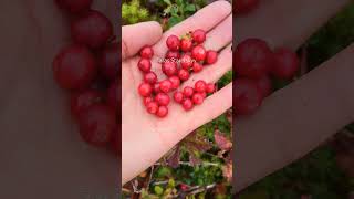 Lingonberry picking harvesting cranberry lingonberry berryfarm [upl. by Delisle901]