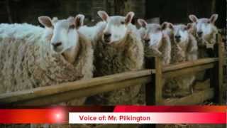 Animal Farm Newscast [upl. by Nimesh]