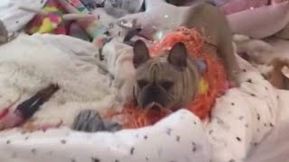 Search continues for stolen French bulldog [upl. by Nasho]