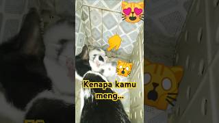 Anak kucing comel shortsvideo funnycats shorts [upl. by Adnarym]