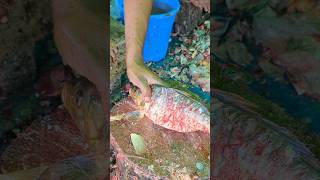 Big carp fish cleaner and faster cutting efficiency😯  shorts fishcuttingskills [upl. by Alister]