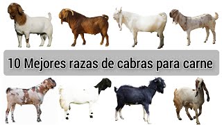 10 mejores razas de cabra para carne del mundo [upl. by Ruiz]