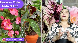 13 PLANTAS con FLORES TODO EL AÑO que Sorprendieron a los EXPERTOS en JARDINES [upl. by Enened]