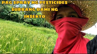 PAG spray ng insecticide sa palayan [upl. by Aihseuqram833]