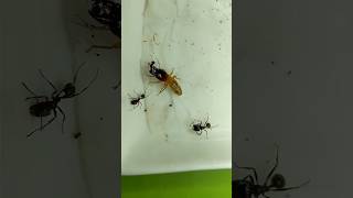 Termite Soldier vs Messor Ant  Pest Control Services AmarnathS [upl. by Meares]