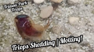 Triops  Triops Australiensis Green MoltingShedding the exoskeleton [upl. by Ahsimik]