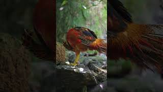 Review Bird News EP27 Golden pheasant Bird Beautifully birds birdreview reviewbirdnews wildlife [upl. by Dearden]