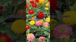 How To Collect Zinnia Seeds 🥰youtubeshorts subscribe FlowersloversChannel [upl. by Barna]