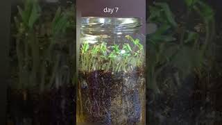 Growing tomato seeds in a jar  TIME LAPSE timelapse plant stem nature tomato vegetable seeds [upl. by Ynnavoeg]