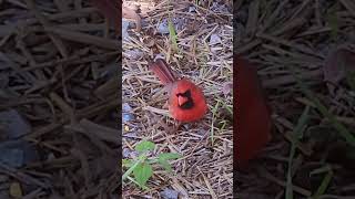 Northern Cardinal Facts Why Male Cardinals Red nature birds cardinals [upl. by Ciardap]