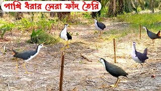 Bird Hunting Trap  The Best Bird Trap  ডাহুক পাখি ধরার সেরা ফাঁদ  Dahuk Pakhi Dhorar Fad [upl. by Riki]