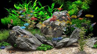 Dream Aquarium  2 Hours  8 Tanks 4K [upl. by Crispin]