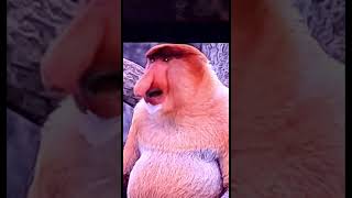 nasehat monkey nasehatislami naseeb nature naruto nasdaq youtubeaugustahurzlm navratri [upl. by Anairda]