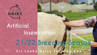 Cow AI Practice ii  Dairy Farming in 🇱🇰 Episode 04 [upl. by Libys]