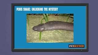 Penis Snake Unlocking the Mystery [upl. by Dwain]