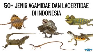 50 Jenis Kadal Agamidae dan Lacertidae di Indonesia [upl. by Enneire21]