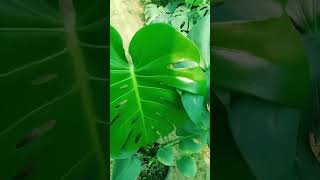 Huge Monstera Deliciosa plants shorts monsteradeliciosa [upl. by Anomer]