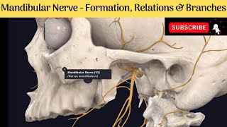 Mandibular Nerve  Formation  Course  Relations  Branches Anatomy mbbs education [upl. by Tnecillim]