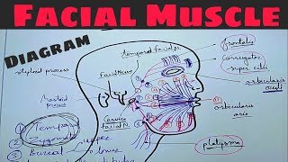 Facial Muscle Diagram amp Nerve Supply  Facial Nerve  extra cranial course [upl. by Itsyrc]