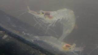 Palaemonetes vulgaris  Common Shore Shrimp Macro video clip [upl. by Keil]