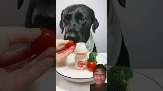 Black dog 🐕 😃😁😂 reaction greenscreen shorts viralshorts [upl. by Plossl]