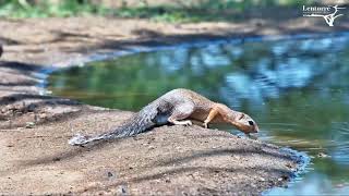 Squirrel Doing A Long Stretch 🐿 [upl. by Oeramed]