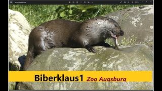 Fischotter Fütterung 2  Zoo Augsburg [upl. by Viole]