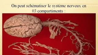 🔴Neurologie Examen Neurologique [upl. by Shevlo518]