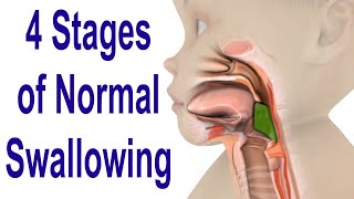 Peristalsis l Intestinal movements l dr Umar Khan [upl. by Kerrie822]