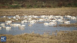 Thousands of swans flock to Chinas secondlargest freshwater lake [upl. by Llednor]