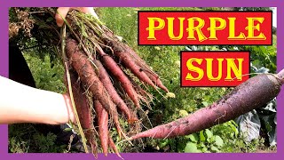 Lila Karotten im Garten anbauen 🥕 Purple Sun 🥕 Lila Möhren Violette Karotten Violette Möhren 4K [upl. by Acirehs366]