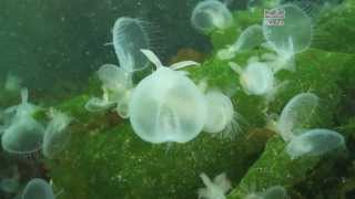 Giant Hooded Nudibranchs  Melibe leonina  British Columbia Canada [upl. by Noitna427]