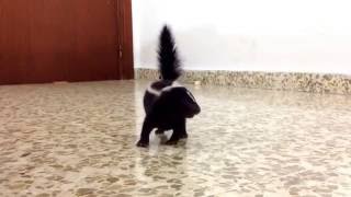 Baby skunk stomping for the first time [upl. by Rowley]