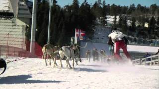 VM i hundekjøring Holmenkollen [upl. by Herson478]