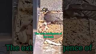 redshouldered hawk mother feeds babies hawks shortvideo [upl. by Wilt]