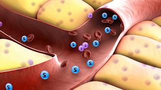 How insulin works [upl. by Limaa]