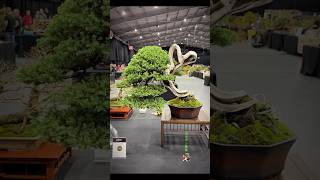 Juniper Procumbens  Bonsai Show Live bonsai bonsaitree bonsaishow bonsaiart tree bonsaiworld [upl. by Peedsaj648]