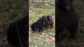 Sloth bear with cub  chitwan national park [upl. by Nimzay]