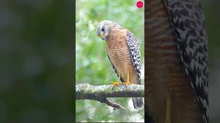 RedShouldered Hawk The Majestic Hunter of the Skies trending birds naturewildlifeanimal [upl. by Naltiac]