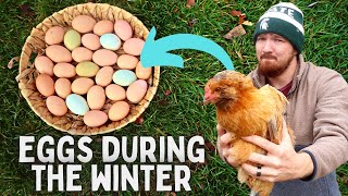 Keep Your Chickens Laying Eggs in the Winter [upl. by Jairia]