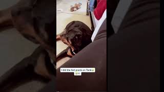 Dogs and cats reacting to farts [upl. by Rame72]