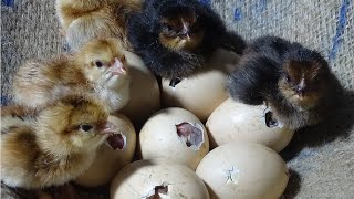 Amazing Born Chicks  Hen Harvesting Eggs To Chicks Natural Hatching  Wonderful Nature [upl. by Faro26]