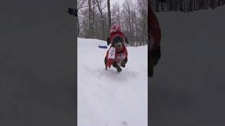 Lo más lindo que verás hoy Perros salchicha jugando en ña nieve [upl. by Trabue]