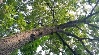 Searching stingless honey bee for my youtube family members [upl. by Ier]