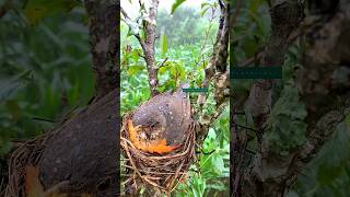 In heavy rain motherbirds are sitting on their babies nature [upl. by Yraunaj]