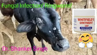 Dermatophytosis in calves  Ringworm  Fungal infection [upl. by Phillip]